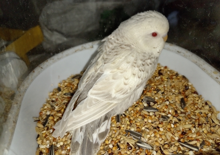 Budgie Photo