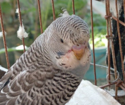 Budgie Photo