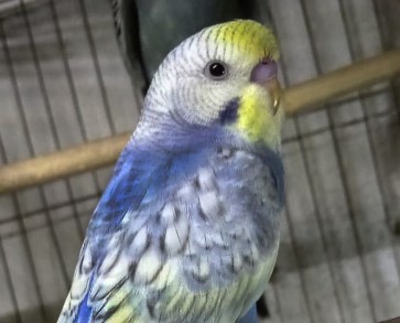 Budgie Photo